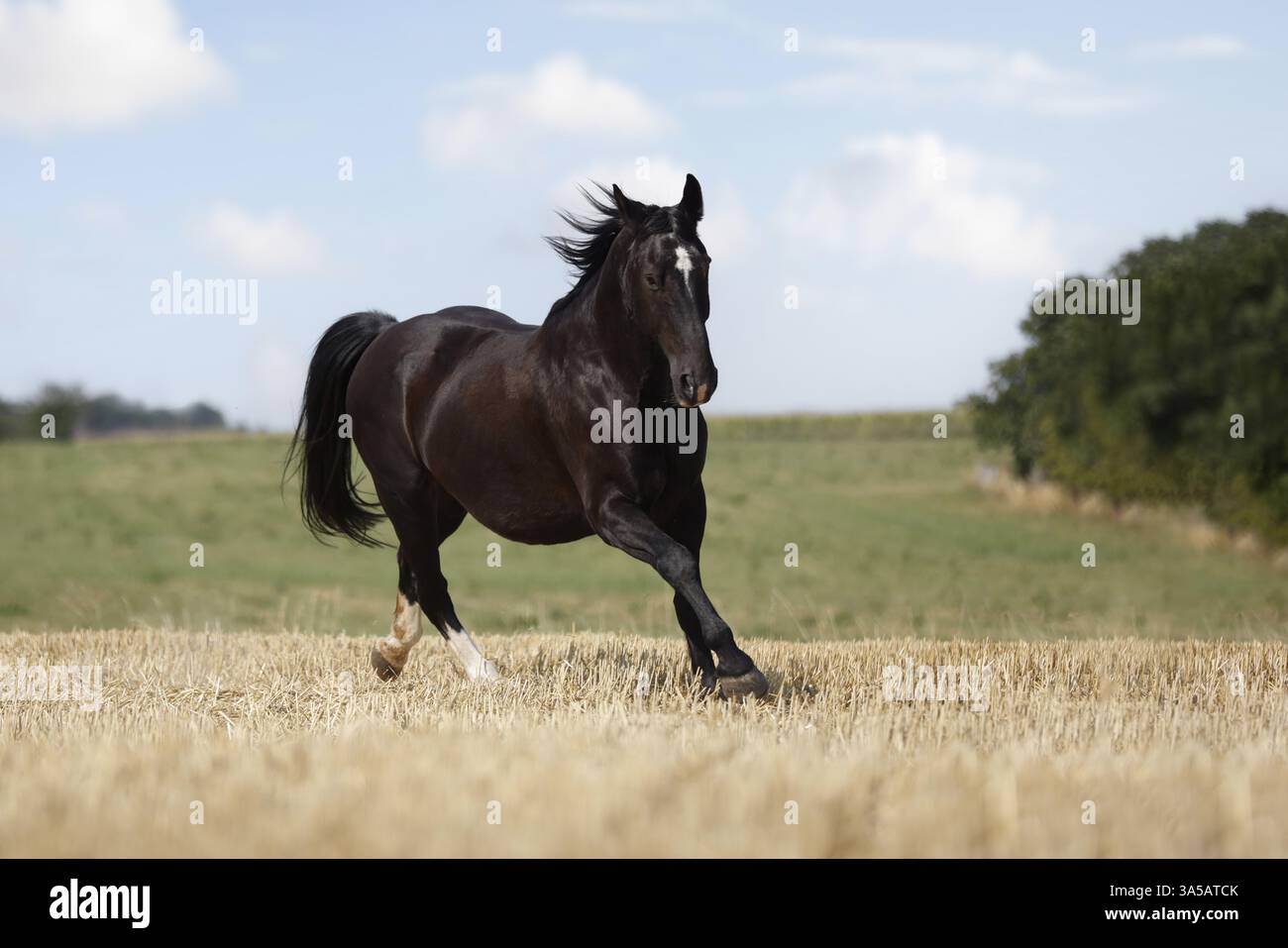 Schwerer Warmblutwallach Stockfoto