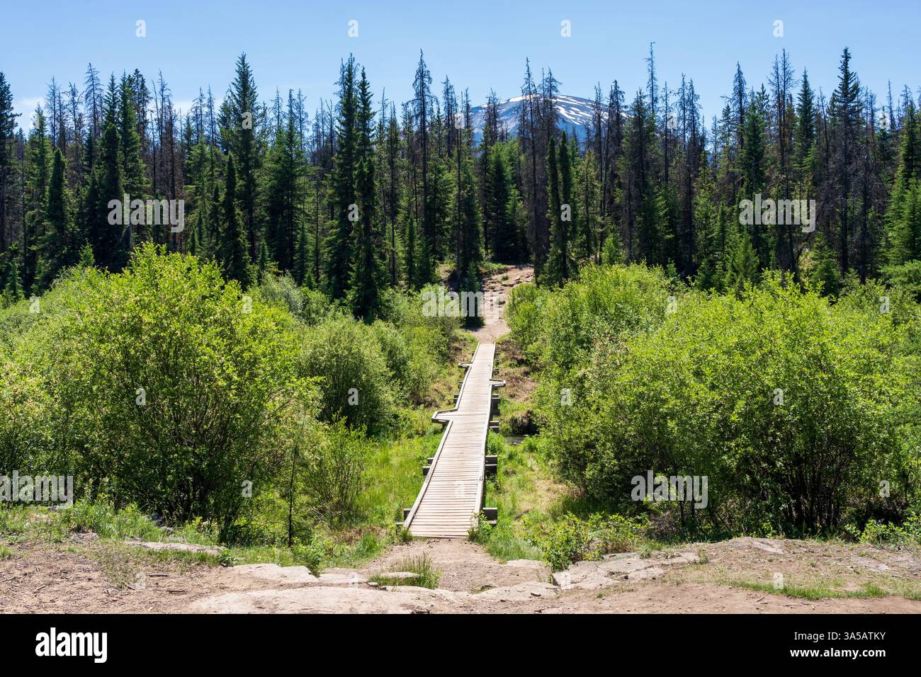 Malerischer Wanderweg zum Valley of the Five Lakes im Jasper National Park, Alberta, Kanada. Stockfoto
