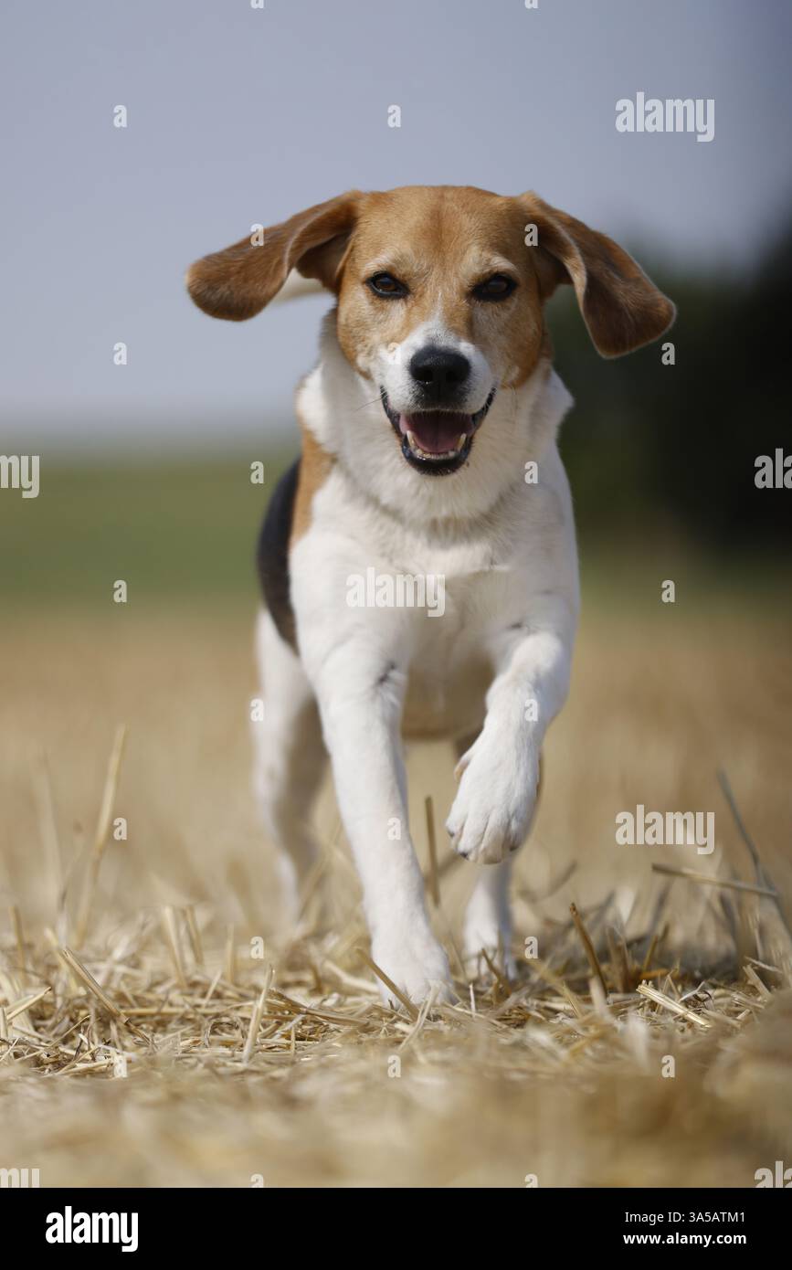 Rüden-Beagle Stockfoto