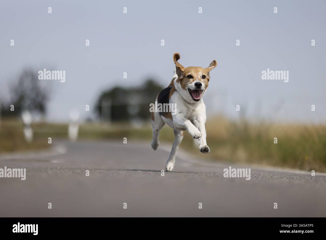 Rüden-Beagle Stockfoto