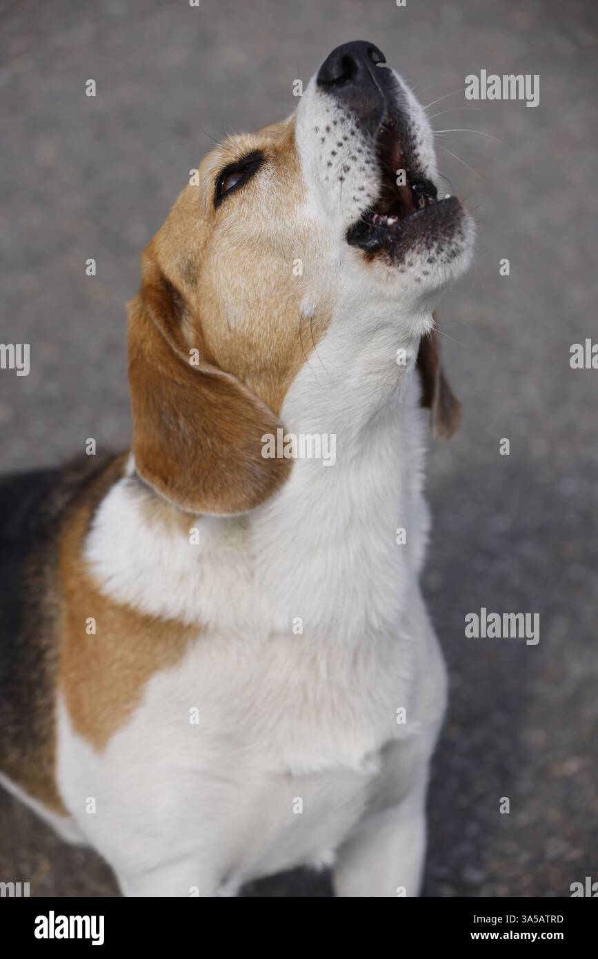 Rüden-Beagle Stockfoto