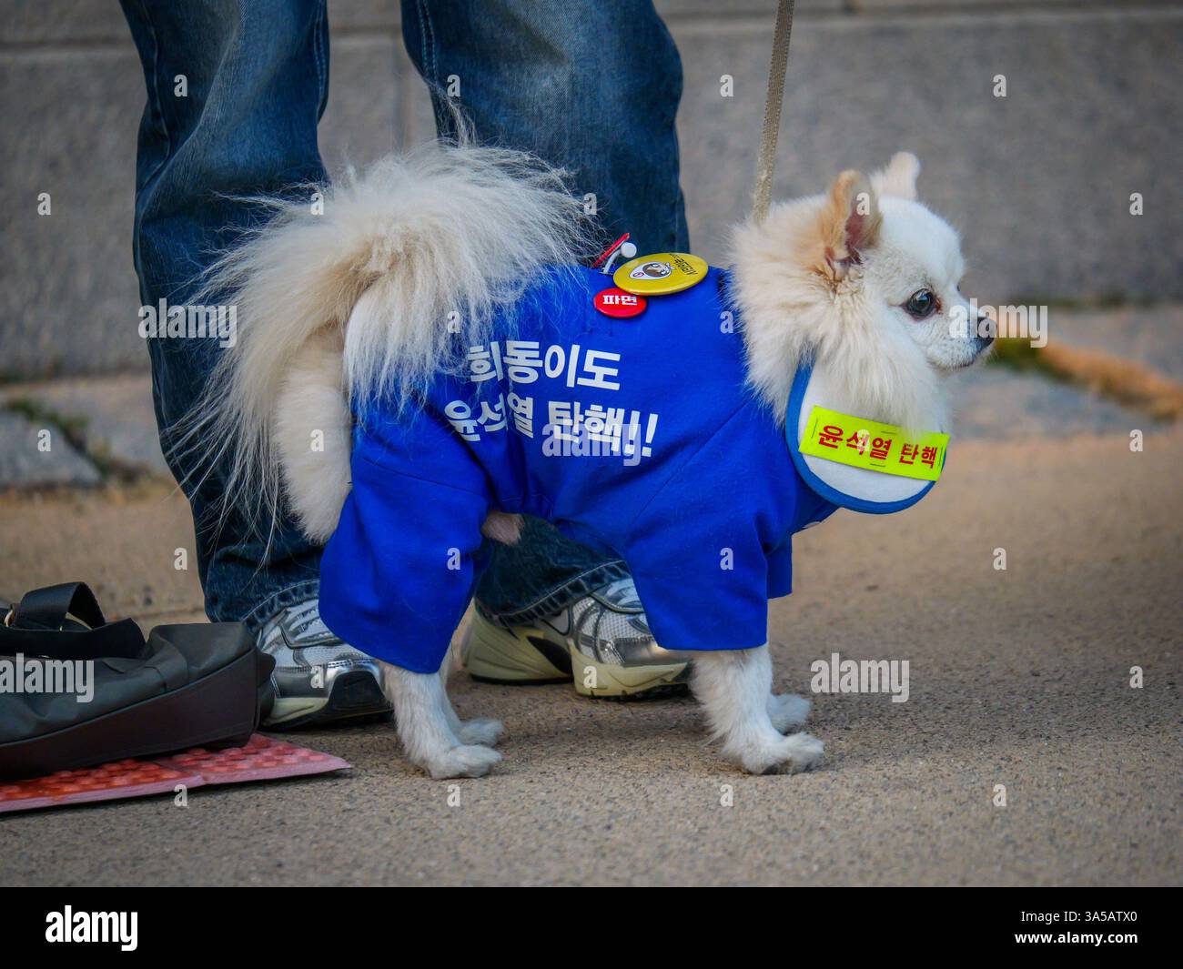Seoul, Südkorea. März 2025. Ein Hund trägt Schilder, auf denen der angeklagte südkoreanische Präsident Yoon Suk Yeol bei einer massiven Kundgebung in der Nähe des Gyeongbokgung Palace in der Innenstadt von Seoul, Südkorea, am Samstag, den 22. März 2025, aus seinem Amt entfernt wird. Das Land wartet gespannt auf ein Urteil des Verfassungsgerichts darüber, ob Yoons Amtsenthebung aufrechterhalten werden soll. Foto: Thomas Maresca/UPI Credit: UPI/Alamy Live News Stockfoto Seoul, Südkorea. März 2025. Ein Hund trägt Schilder, auf denen der angeklagte südkoreanische Präsident Yoon Suk Yeol bei einer massiven Kundgebung in der Nähe des Gyeongbokgung Palace in der Innenstadt von Seoul, Südkorea, am Samstag, den 22. März 2025, aus seinem Amt entfernt wird. Das Land wartet gespannt auf ein Urteil des Verfassungsgerichts darüber, ob Yoons Amtsenthebung aufrechterhalten werden soll. Foto: Thomas Maresca/UPI Credit: UPI/Alamy Live News Stockfoto