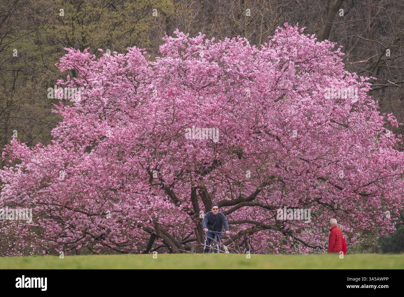 Ein Zeichen des Frühlings: Blühende Schneekirsche im Waldbotanischen Garten in Köln. Stockfoto