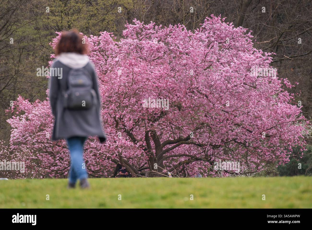 Ein Zeichen des Frühlings: Blühende Schneekirsche im Waldbotanischen Garten in Köln. Stockfoto