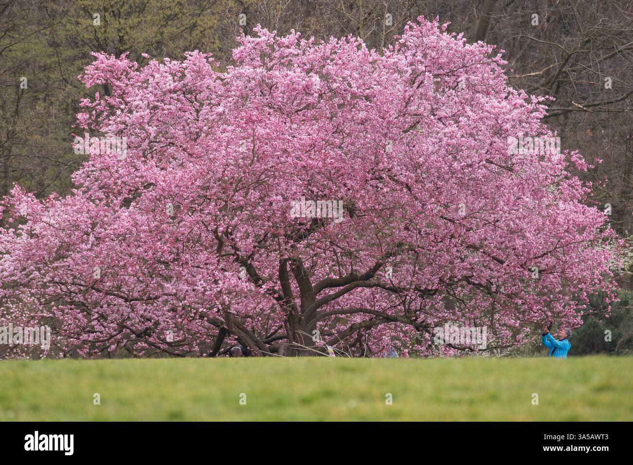 Ein Zeichen des Frühlings: Blühende Schneekirsche im Waldbotanischen Garten in Köln. Stockfoto