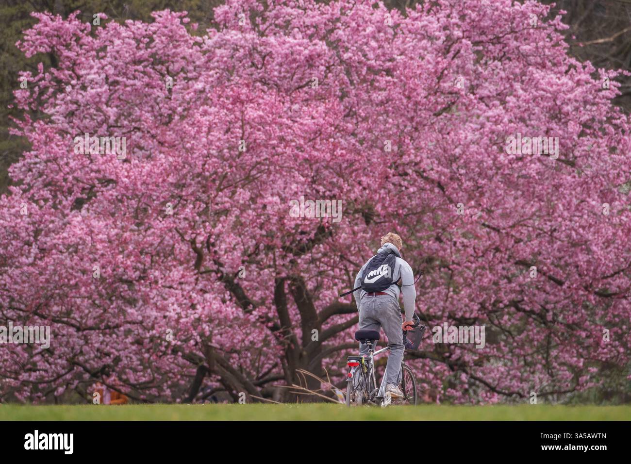Ein Zeichen des Frühlings: Blühende Schneekirsche im Waldbotanischen Garten in Köln. Stockfoto