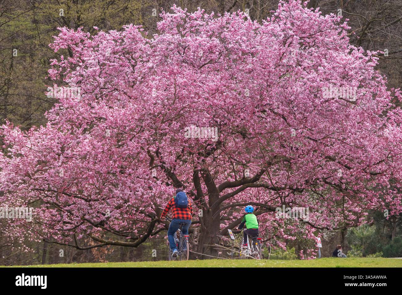 Ein Zeichen des Frühlings: Blühende Schneekirsche im Waldbotanischen Garten in Köln. Stockfoto