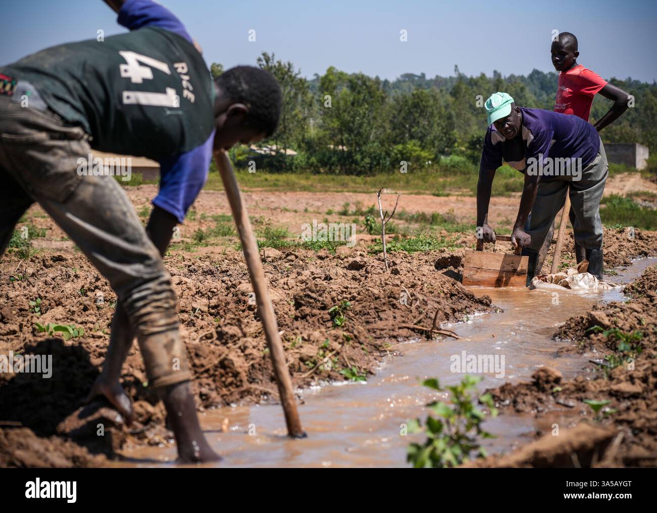 (250322) -- NAIROBI, 22. März 2025 (Xinhua) -- Bauern leiten Wasser in Felder im Siaya County, Westkenia, am 20. Februar 2025 um. Das von der chinesischen Sino Hydro Company Limited errichtete Lower Nzoia Berigation Project ist ein nationales Projekt mit Sitz im Ministerium für Wasser und Bewässerung. Die Umsetzung begann im Juni 2018 mit dem Ziel, Überschwemmungen abzumildern und die Fläche der bewässerten Flächen in Westkenia zu vergrößern. Einer der wichtigsten Zuflüsse, die in den Viktoriasee, Afrikas größten Süßwassersee, münden, der Nzoia River, der 257 Kilometer lang ist, ist eine lebendige Quelle Stockfoto