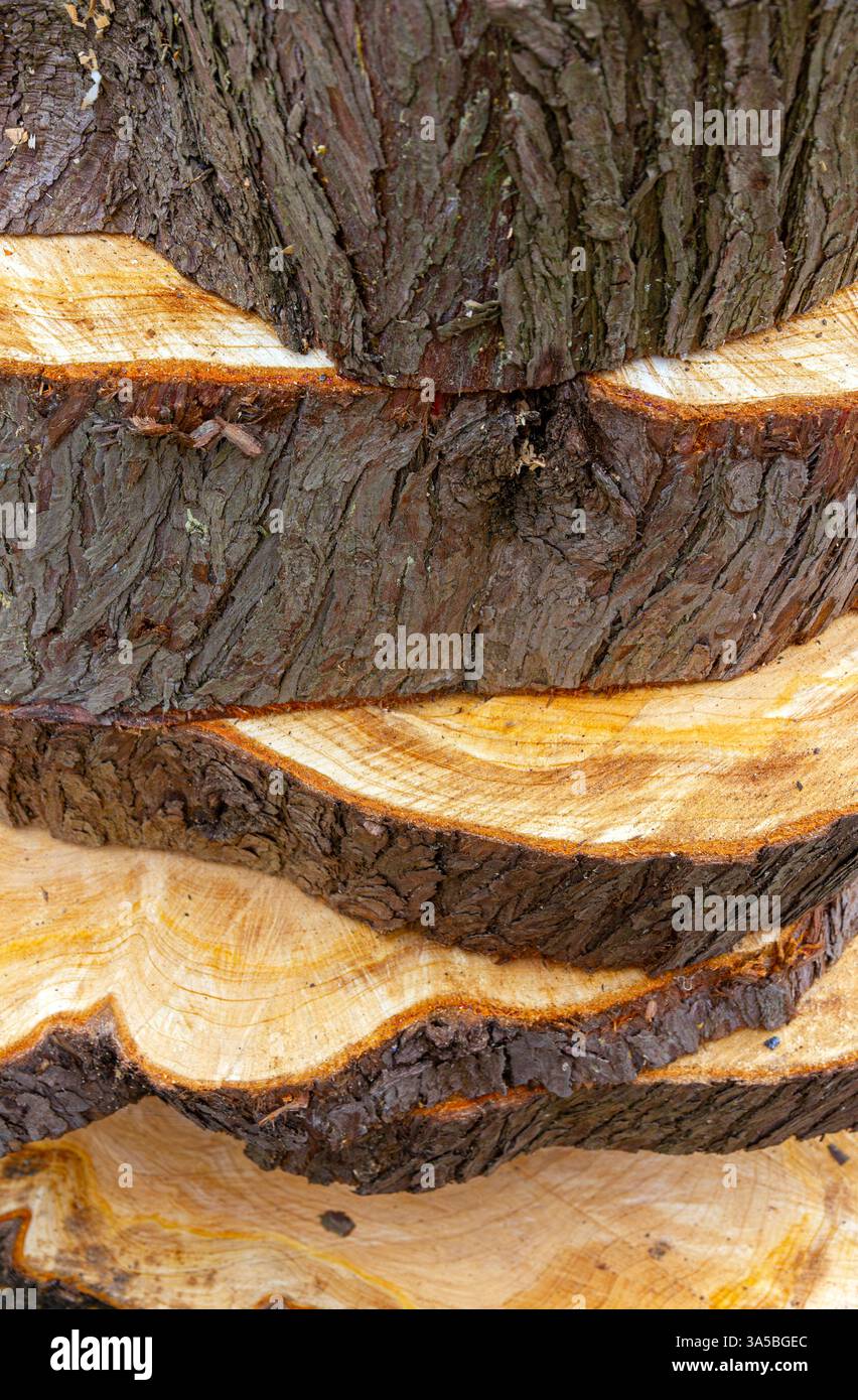 Kiefernstamm in Baumstämme gesägt Stockfoto