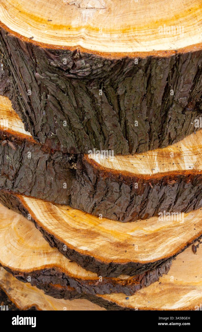Kiefernstamm in Baumstämme gesägt Stockfoto