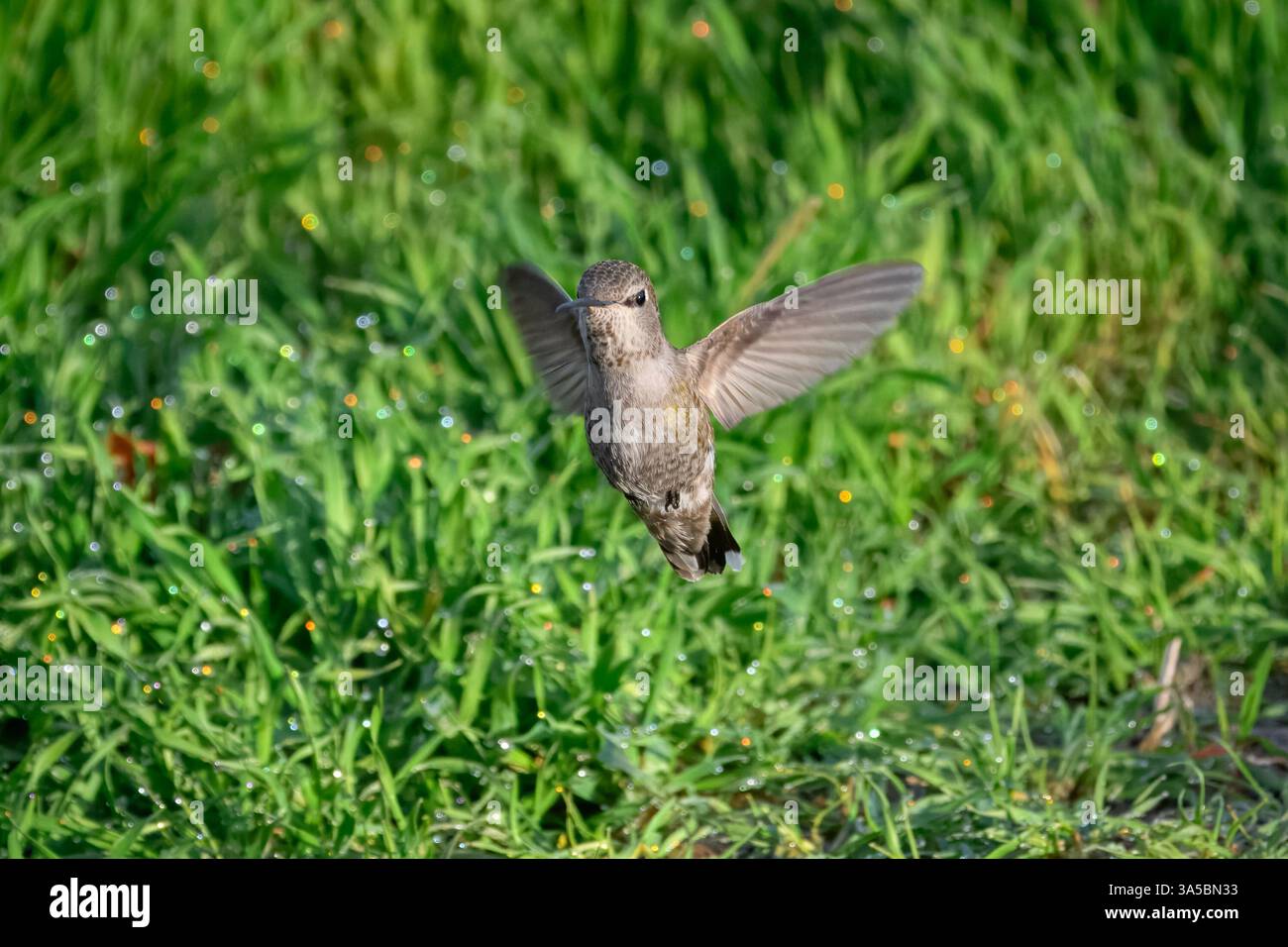Ein Anna's Kolibri (Calypte anna) schwebt über einem mit Morgentau bedeckten Gras. Stockfoto