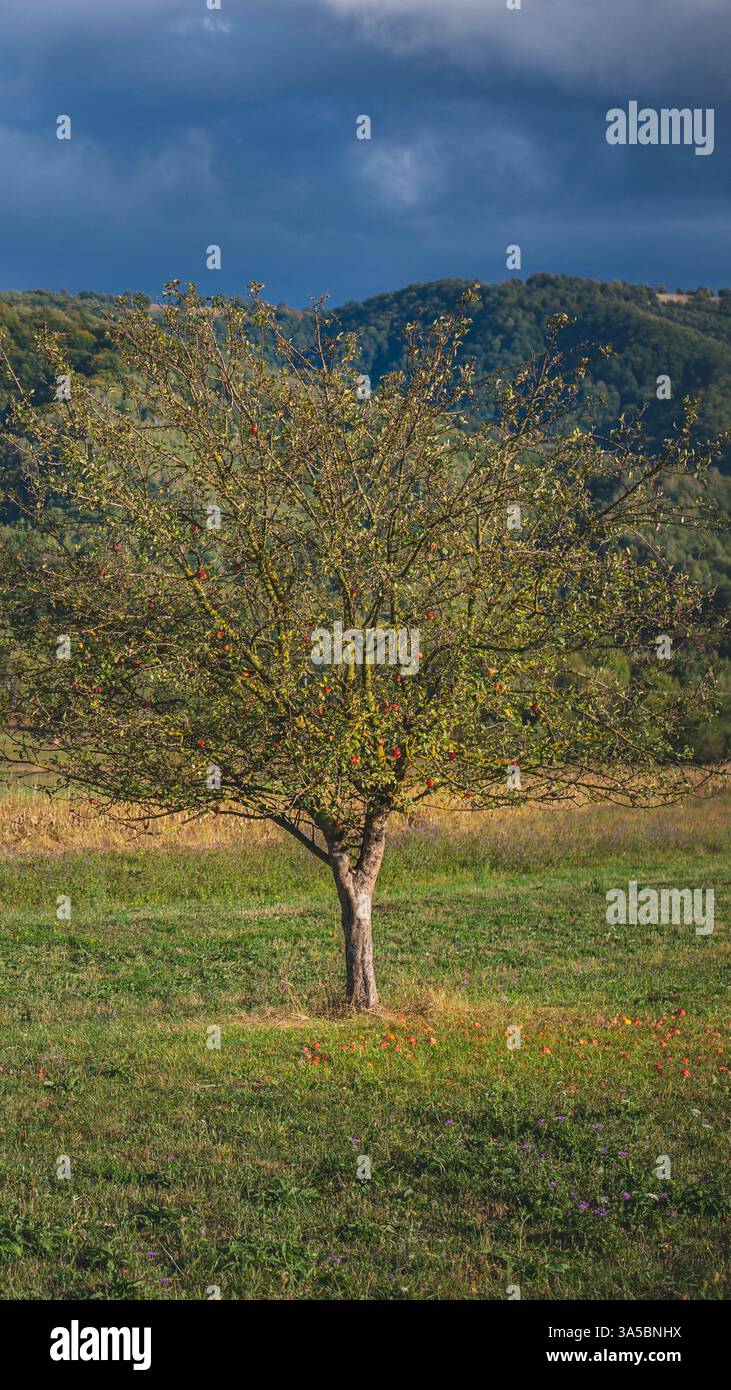 9x16 Apfelbaum in Feldgebirgslandschaft mit gefallenen Äpfeln auf dem Boden Stockfoto
