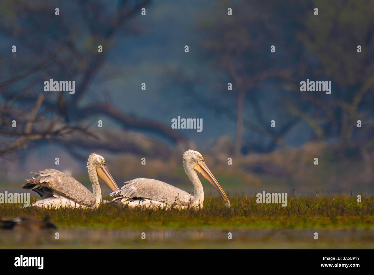 Majestätische dalmatinische Pelicaner im Keoladeo-Nationalpark! Diese seltenen Riesen zeigen ihr atemberaubendes Gefieder und ihre Anmut in der Wildnis. Perfekt für Vogelliebhaber Stockfoto