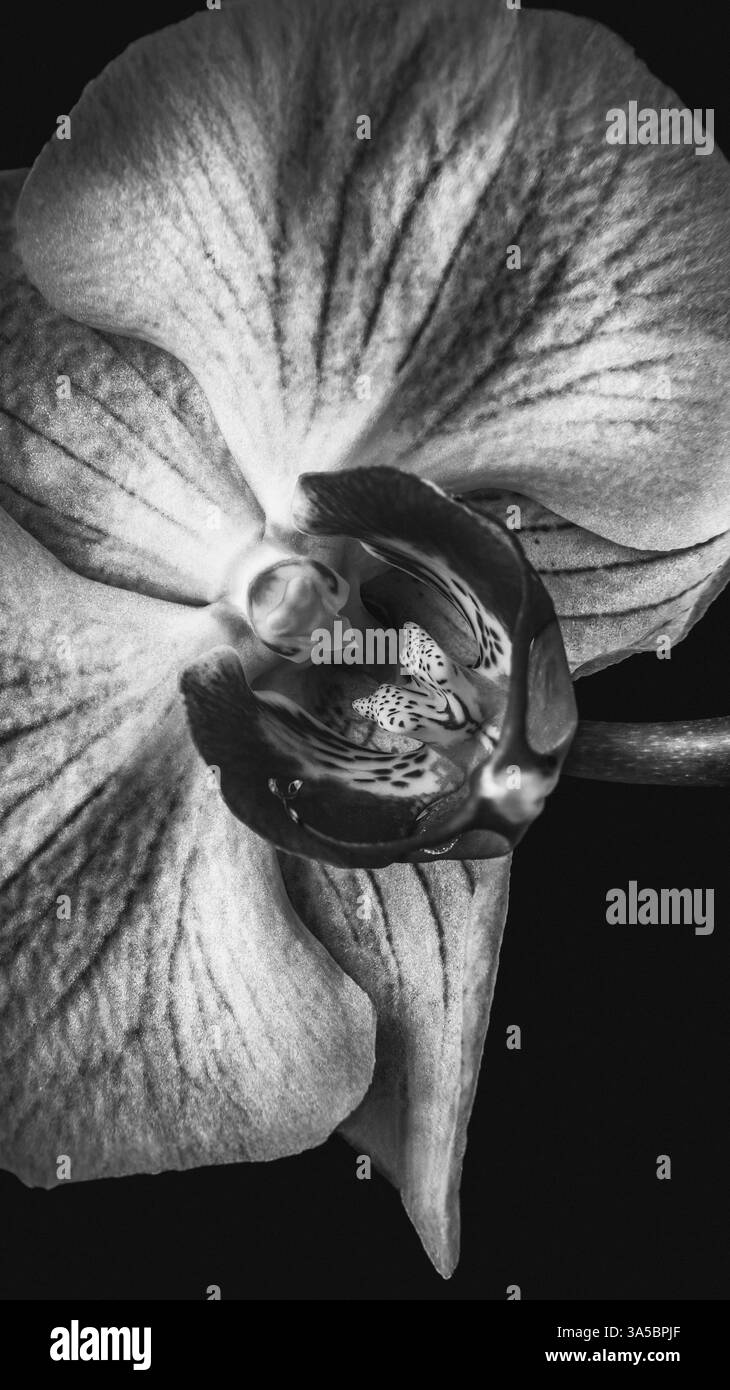 Schwarz-weiße Orchideenblüten-Studio beleuchtet reiche Details isoliert auf schwarzem Hintergrund Stockfoto