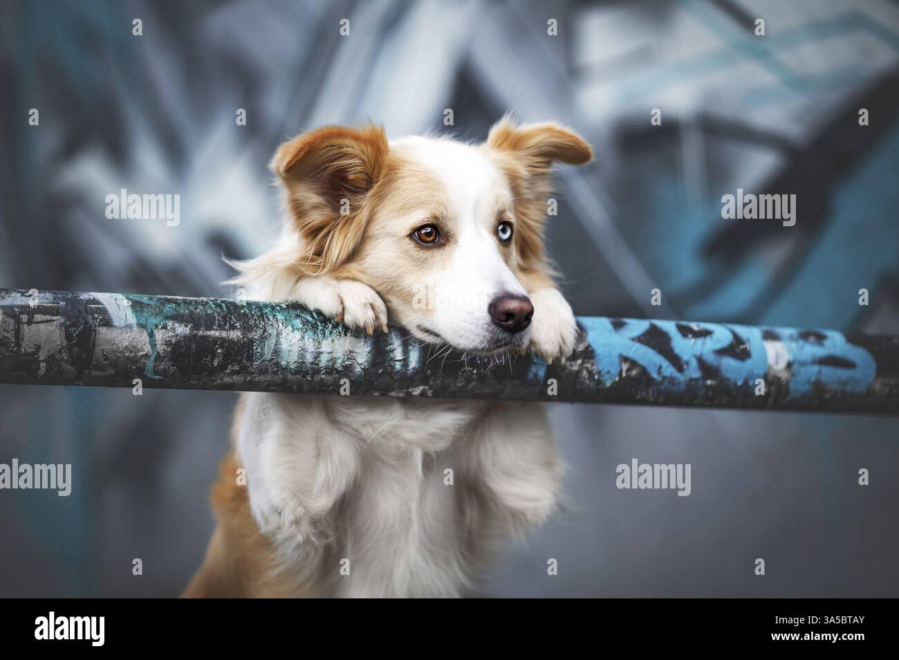 Collie mit männlichem Rand Stockfoto