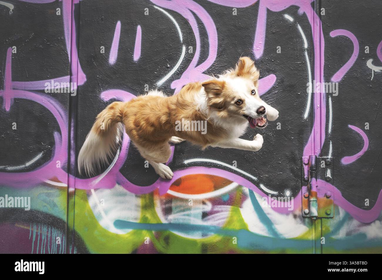 Collie mit männlichem Rand Stockfoto