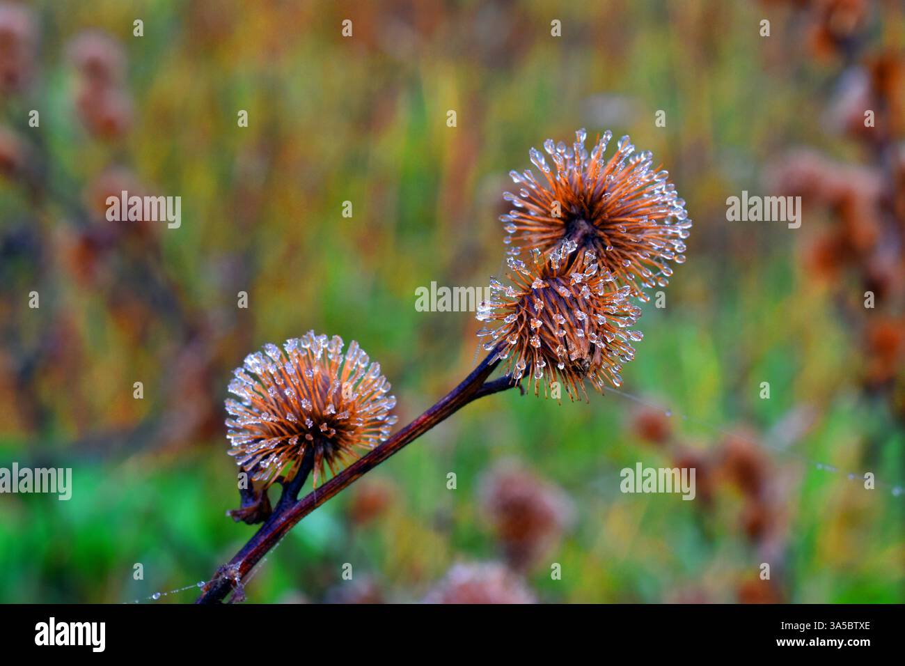 Tropfen von Frost oder Tau auf einer getrockneten Wildblume Stockfoto