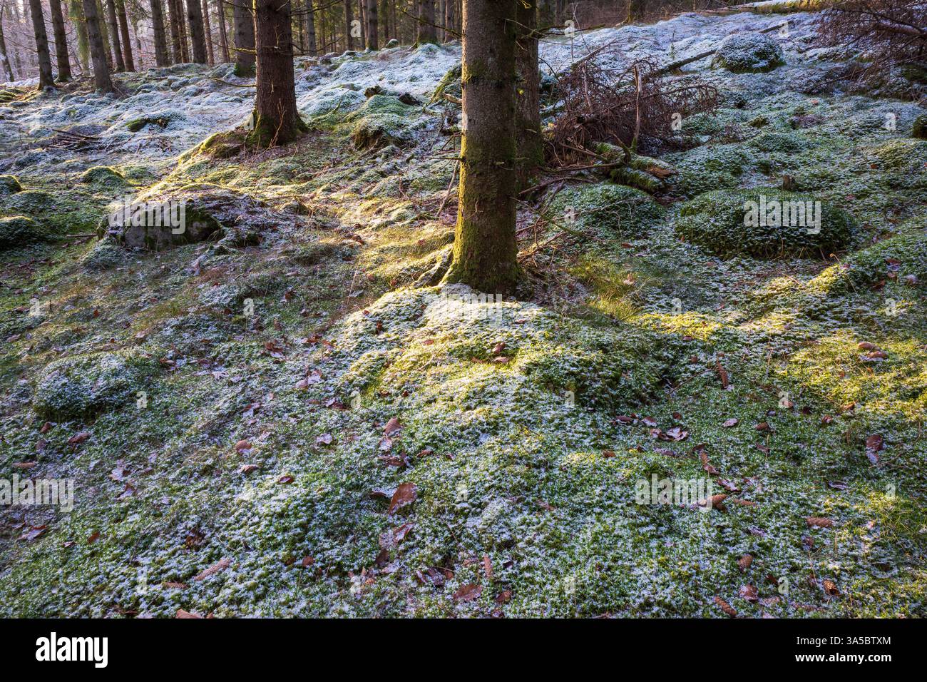 Ein frostiger Waldboden, geschmückt mit lebendigem Moos, schimmert im Sonnenlicht, während hohe Bäume sanfte Schatten werfen. Stockfoto
