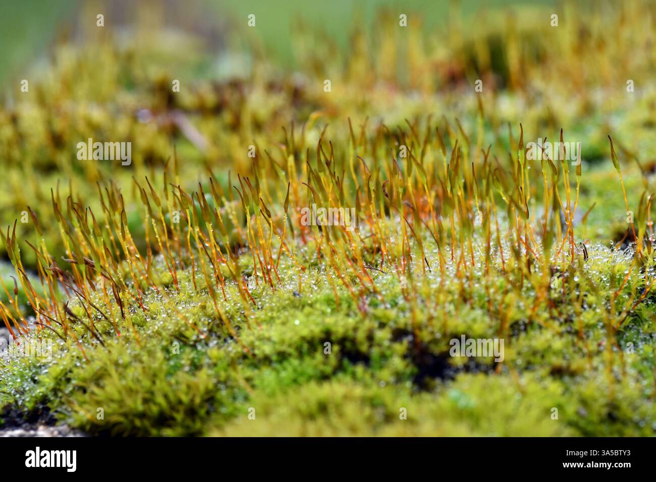 Sporophyten eines grünen Mooses, der auf dem Stein wächst Stockfoto
