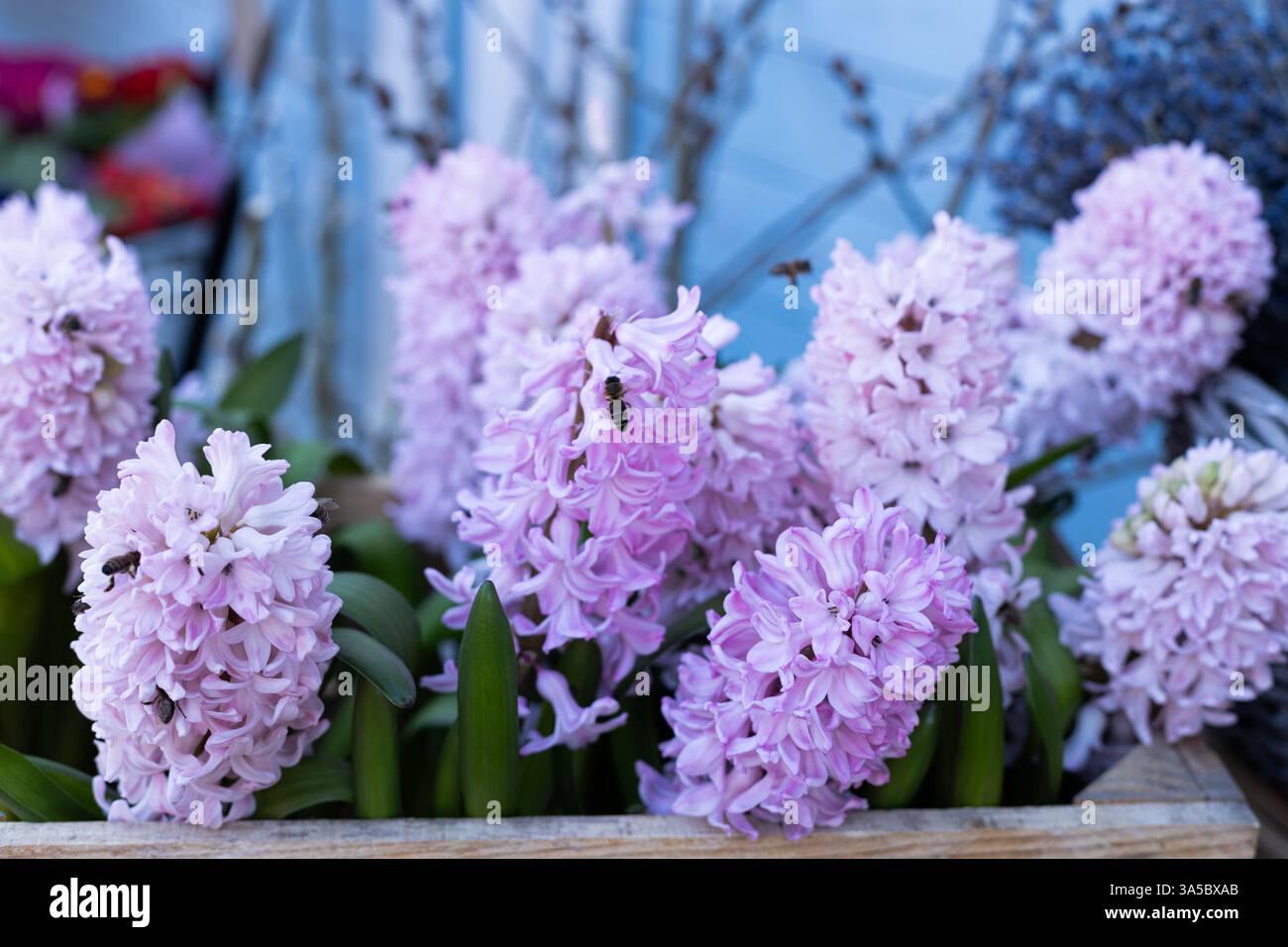Eine wunderschöne Darstellung von rosa Hyazinthen Blumen blüht in einem hölzernen Pflanzgefäß umgeben von einem weichen blauen Hintergrund und schafft eine bezaubernde Blumenszene in Stockfoto