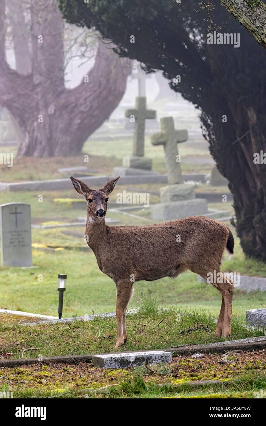 Black-tailed Deer (Odocoileus hemionus) auf dem Ross Bay Cemetery - Victoria, Vancouver Island, British Columbia, Kanada Stockfoto