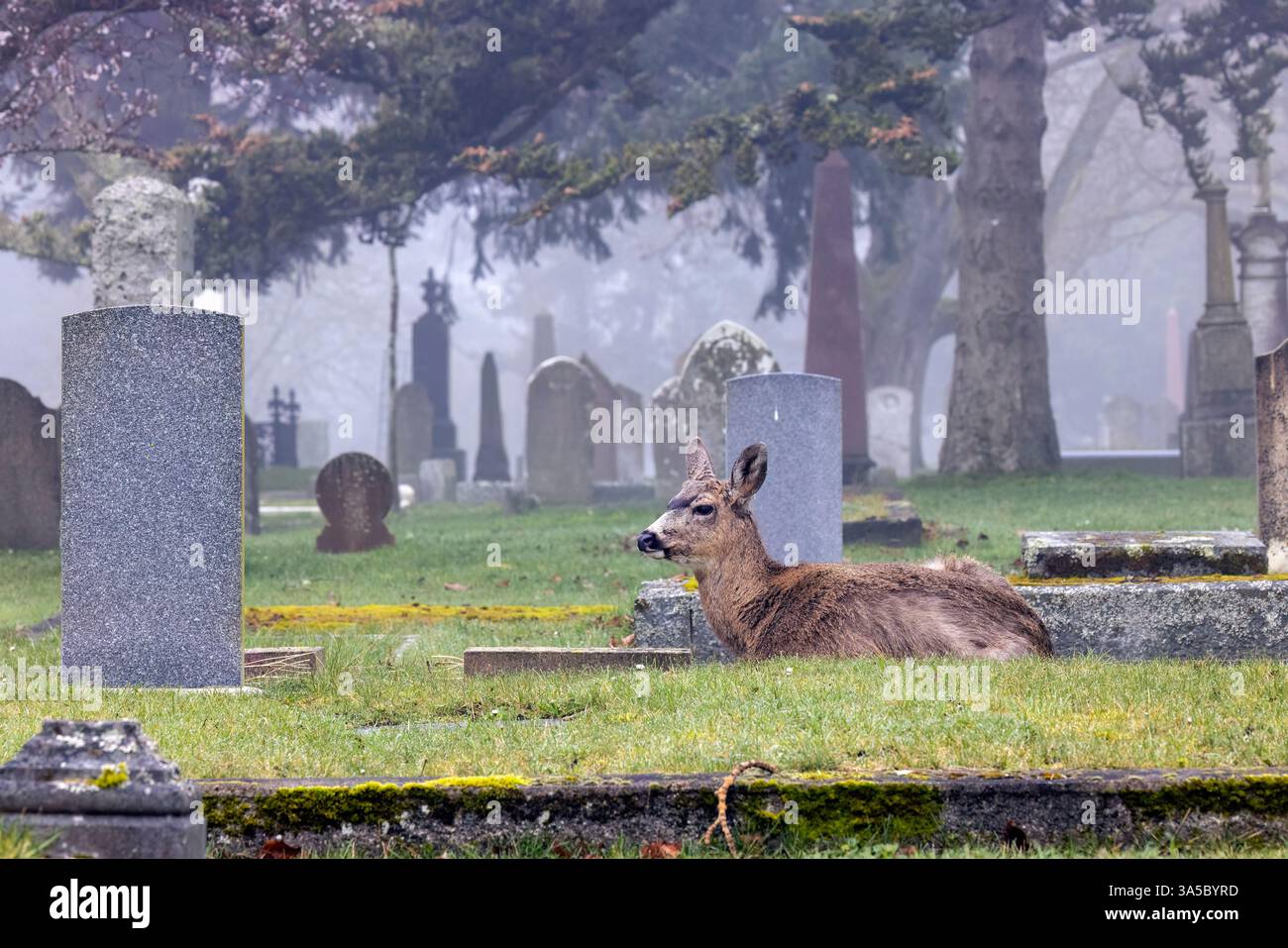 Black-tailed Deer (Odocoileus hemionus) auf dem Ross Bay Cemetery - Victoria, Vancouver Island, British Columbia, Kanada Stockfoto