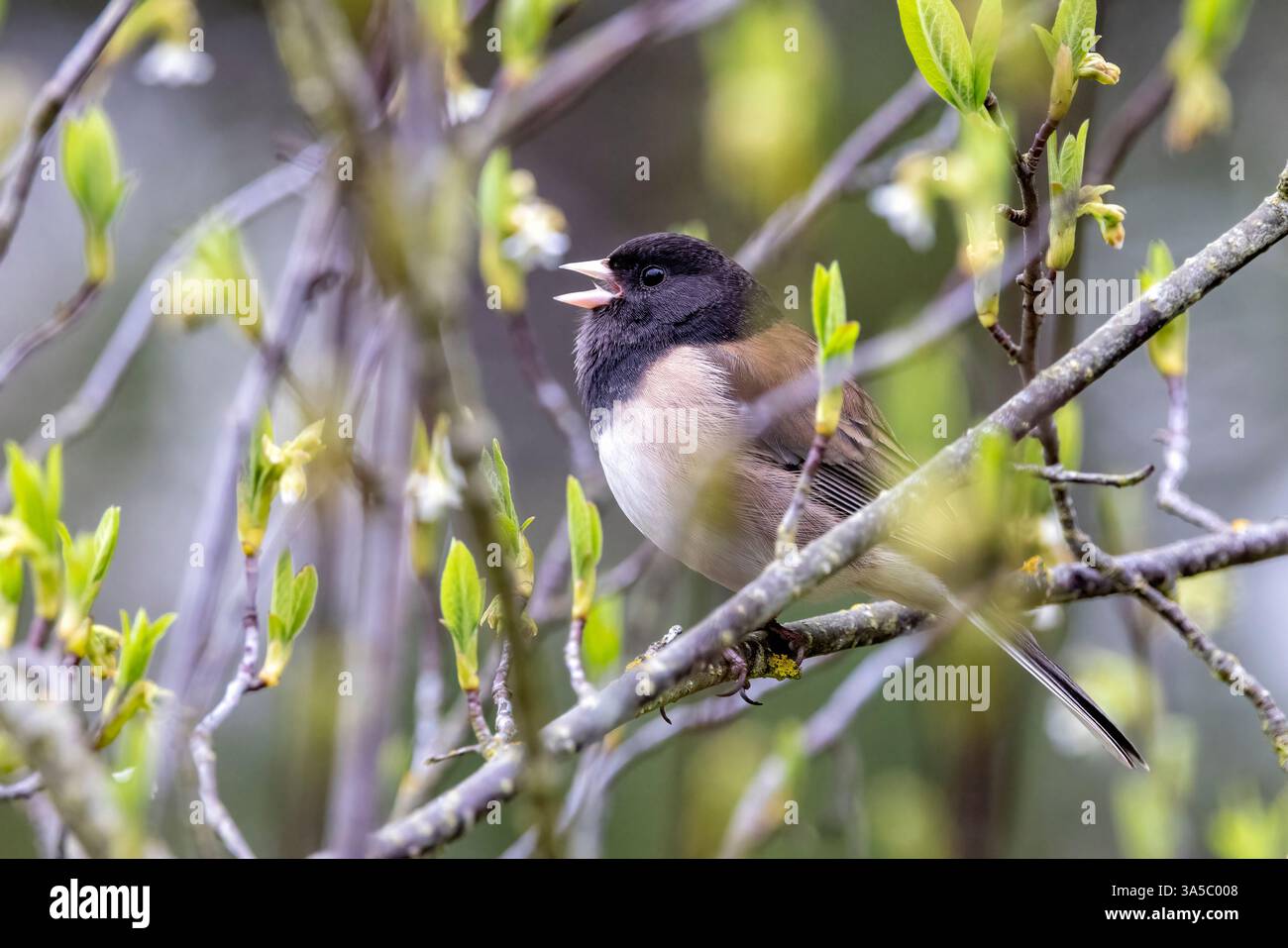 Dunkeläugiger Junco (Junco hyemalis) [Oreganus] Gesang - Beacon Hill Park - Victoria, Vancouver Island, British Columbia, Kanada Stockfoto