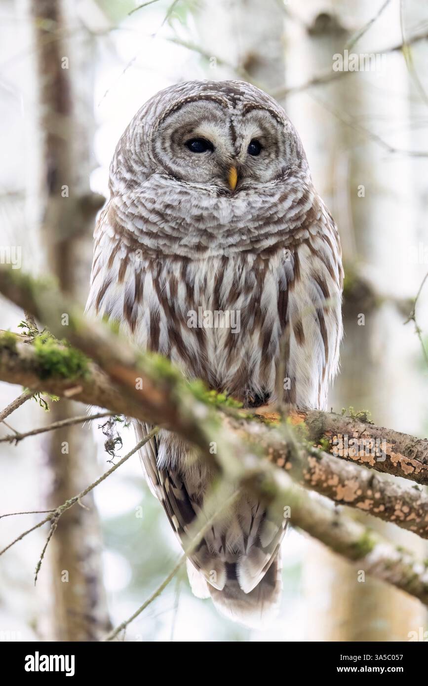 Barred Eulen (Strix varia) - Swan Lake Christmas Hill Nature Sanctuary - Victoria, Vancouver Island, British Columbia, Kanada Stockfoto