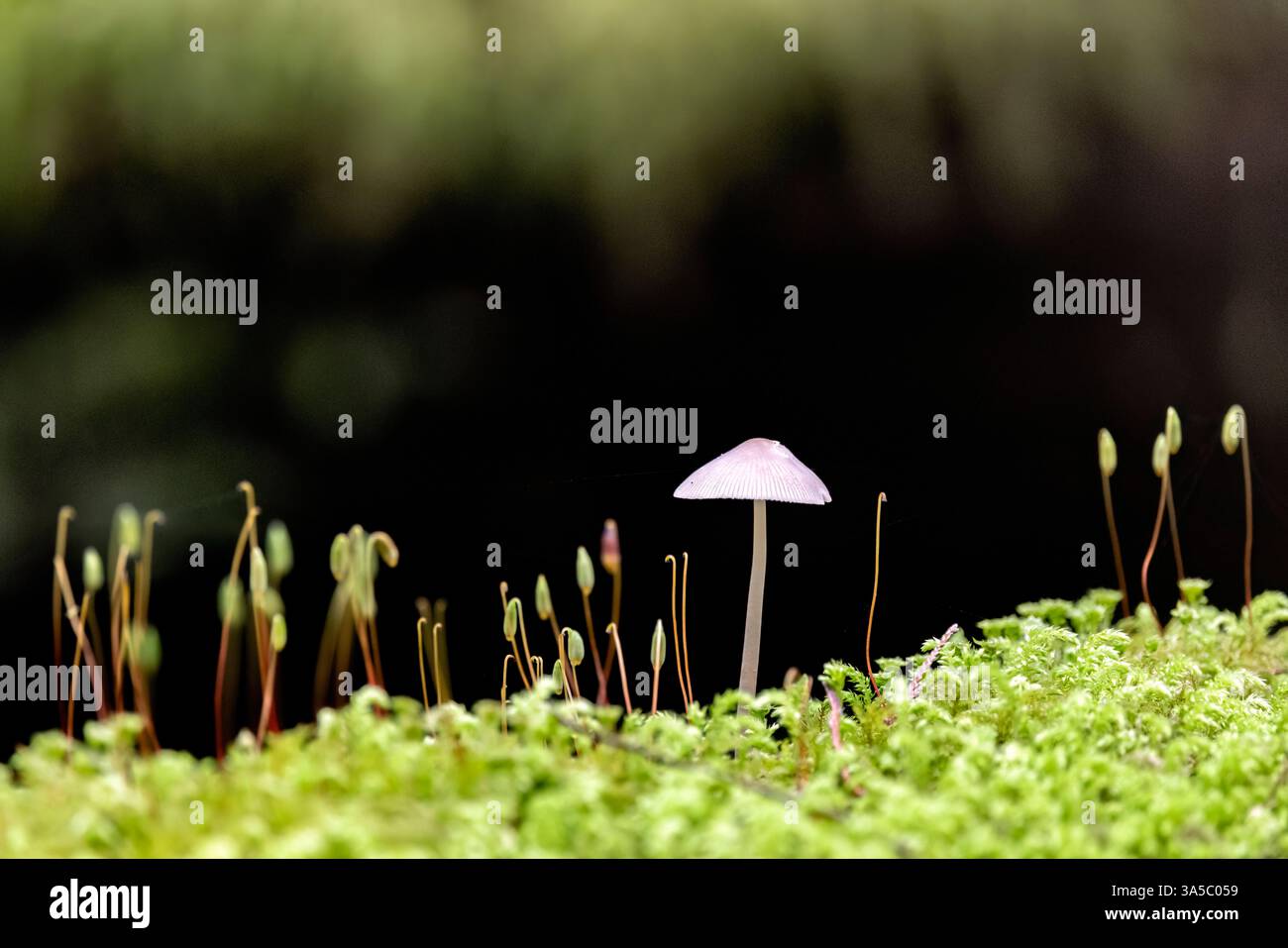 Nahaufnahme eines einsamen weißen Pilzes zwischen den Sporophyten der Moospflanzen - Goldstream Provincial Park bei Victoria, Vancouver Island, British Columbia, Stockfoto