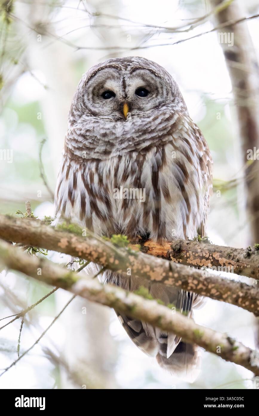 Barred Eulen (Strix varia) - Swan Lake Christmas Hill Nature Sanctuary - Victoria, Vancouver Island, British Columbia, Kanada Stockfoto