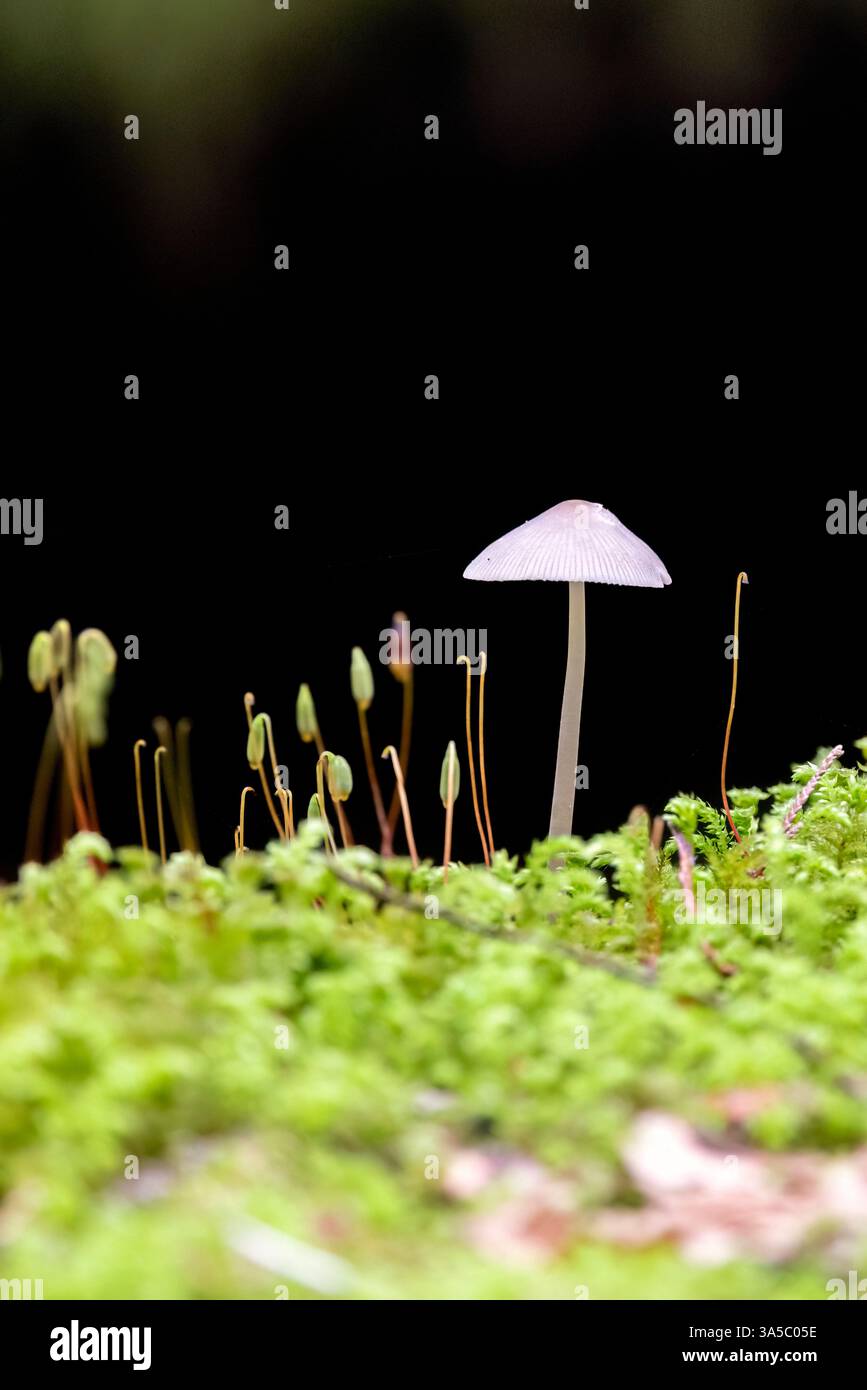 Nahaufnahme eines einsamen weißen Pilzes zwischen den Sporophyten der Moospflanzen - Goldstream Provincial Park bei Victoria, Vancouver Island, British Columbia, Stockfoto