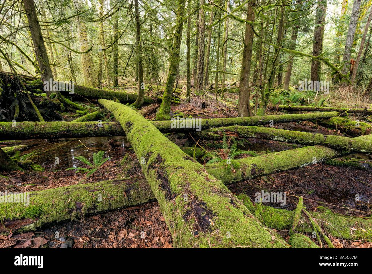 Moosbedeckte umgestürzte Bäume im Goldstream Provincial Park in der Nähe von Victoria, Vancouver Island, British Columbia, Kanada Stockfoto