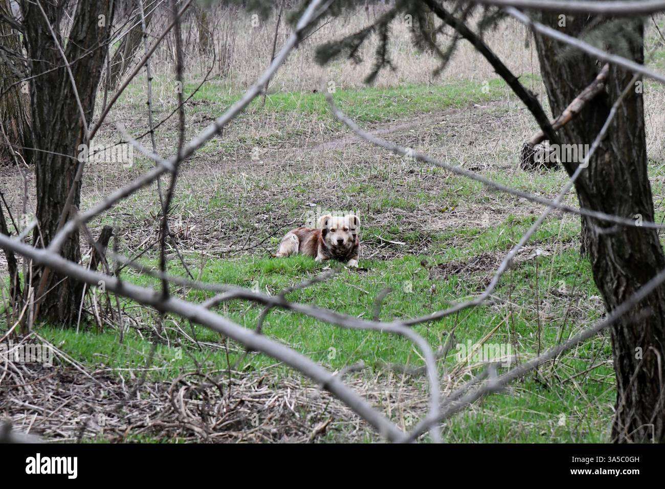 Niedliche welsh springer Spaniel Hunderasse am Abend. Stockfoto