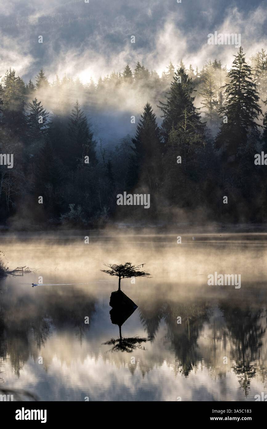 Douglasie bonsai -Fotos und -Bildmaterial in hoher Auflsung  Alamy