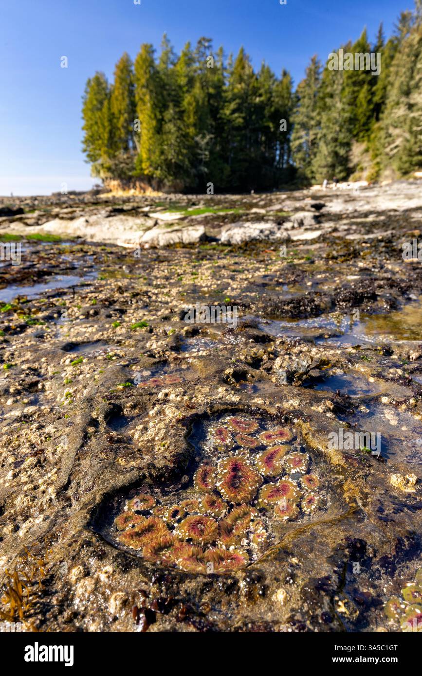 Meeresanemonen in Gezeitenbecken am Botanical Beach - Juan de Fuca Provincial Park - Port Renfrew, Vancouver Island, British Columbia, Kanada Stockfoto