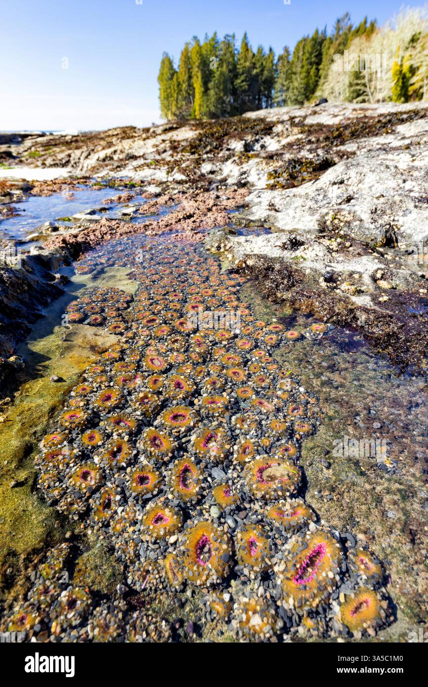 Meeresanemonen in Gezeitenbecken am Botanical Beach - Juan de Fuca Provincial Park - Port Renfrew, Vancouver Island, British Columbia, Kanada Stockfoto