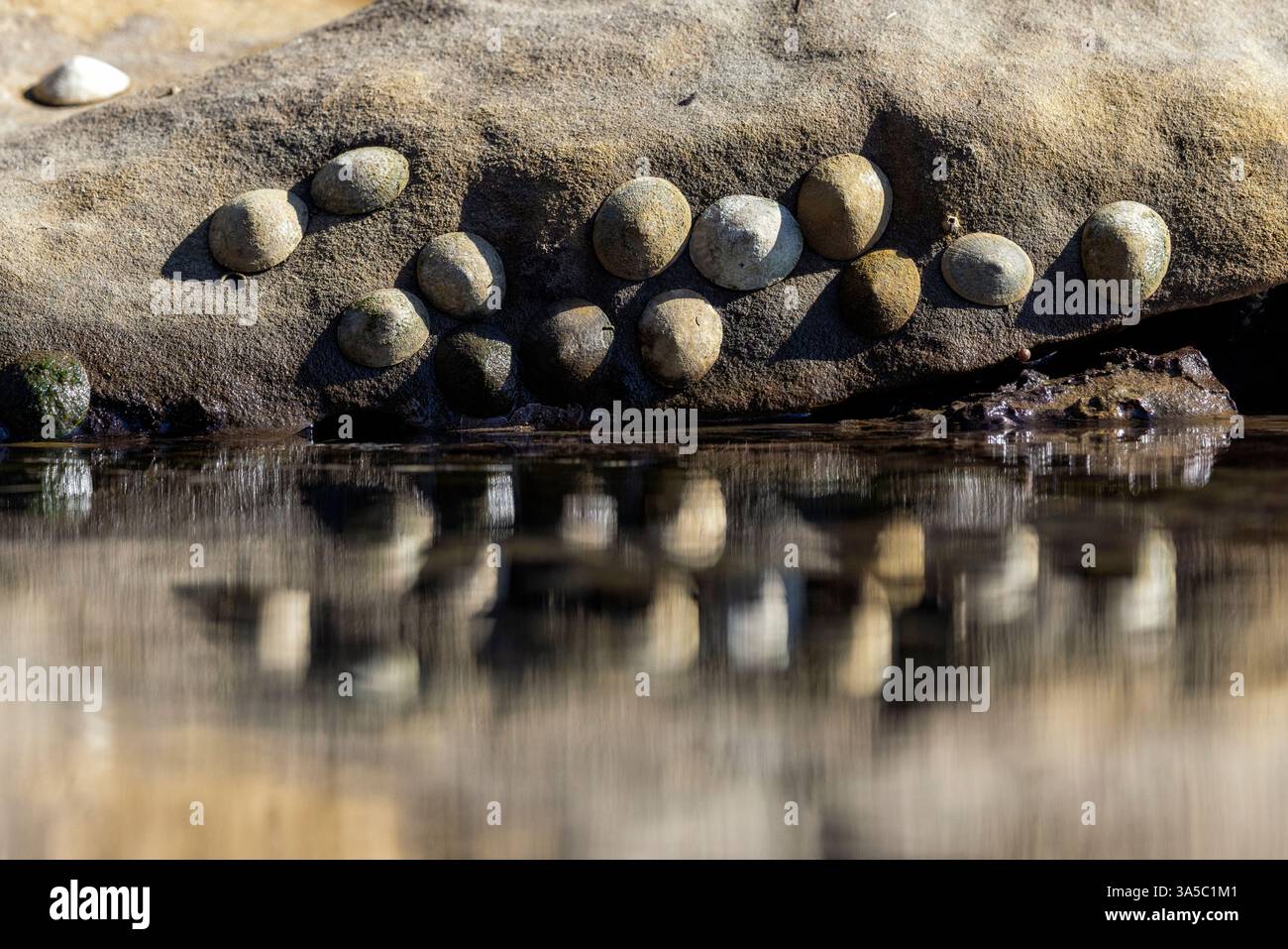 Limpet Reflektionen im Gezeitenbecken am Botanical Beach - Juan de Fuca Provincial Park - Port Renfrew, Vancouver Island, British Columbia, Kanada Stockfoto