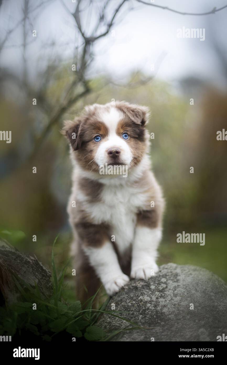 Miniatur Australian Shepherd Welpen Stockfoto