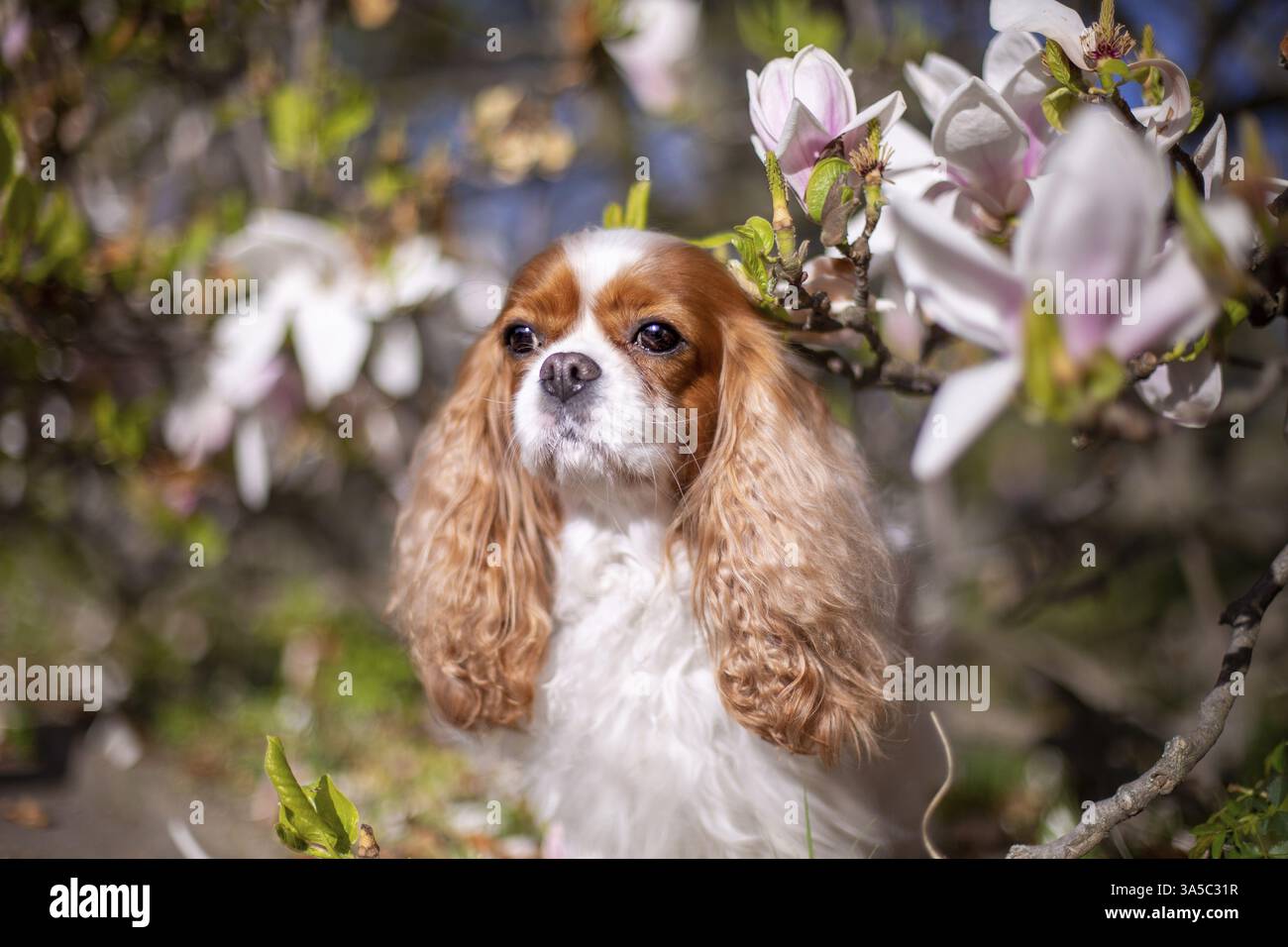 Cavalier King Charles Spaniel Stockfoto