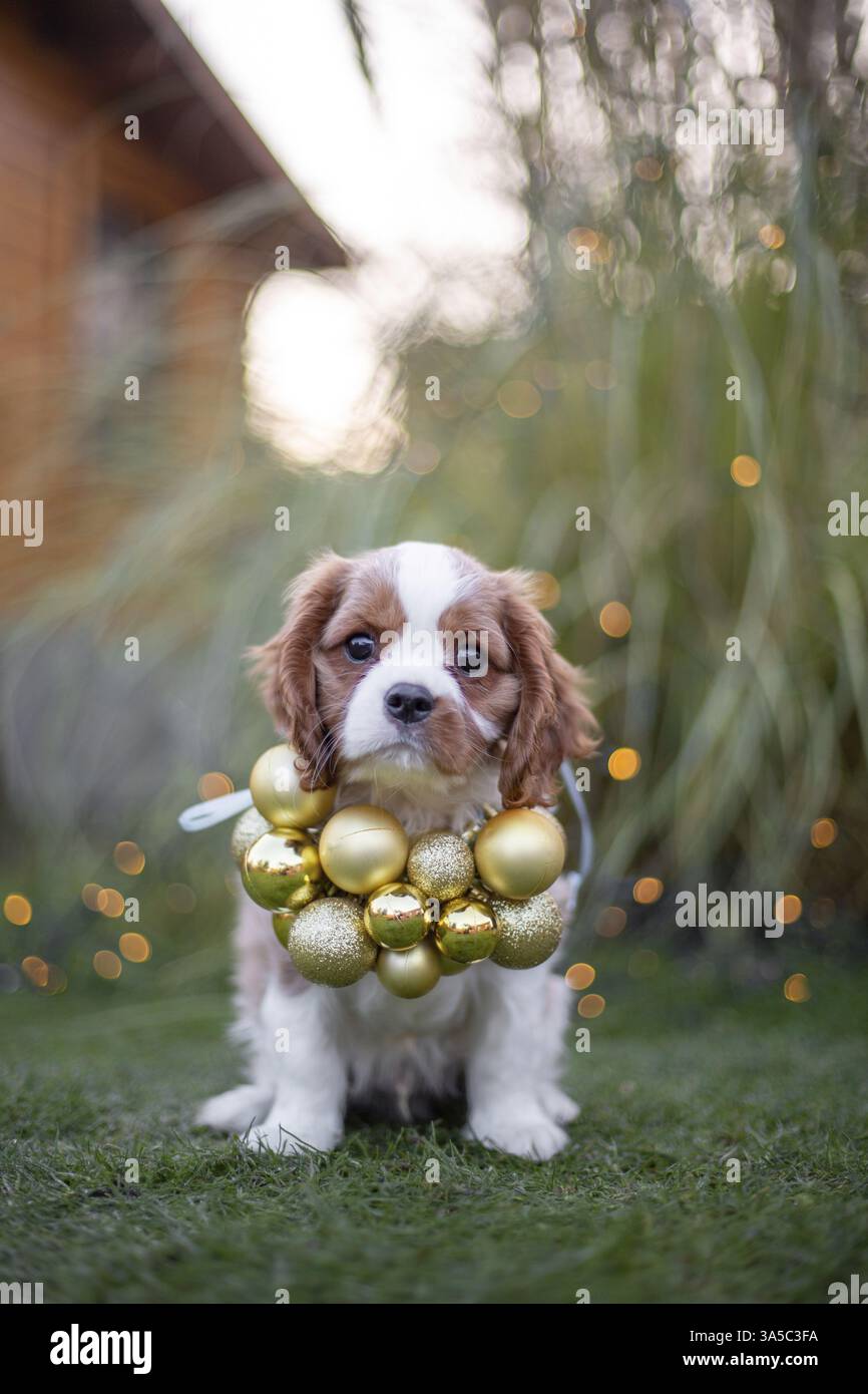 Cavalier King Charles Spaniel Welpen Stockfoto