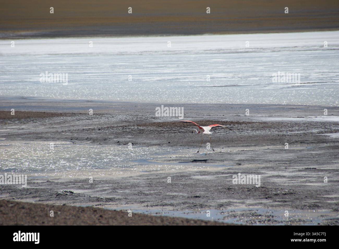 Ein Geysir bricht aus der Laguna Brava in den hohen Anden Argentiniens aus und erzeugt eine faszinierende Darstellung der Kraft der Natur. Stockfoto