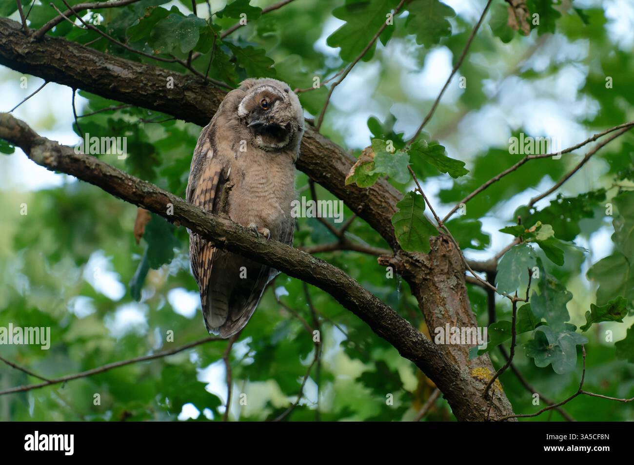 nördlichen Waldohreule Stockfoto