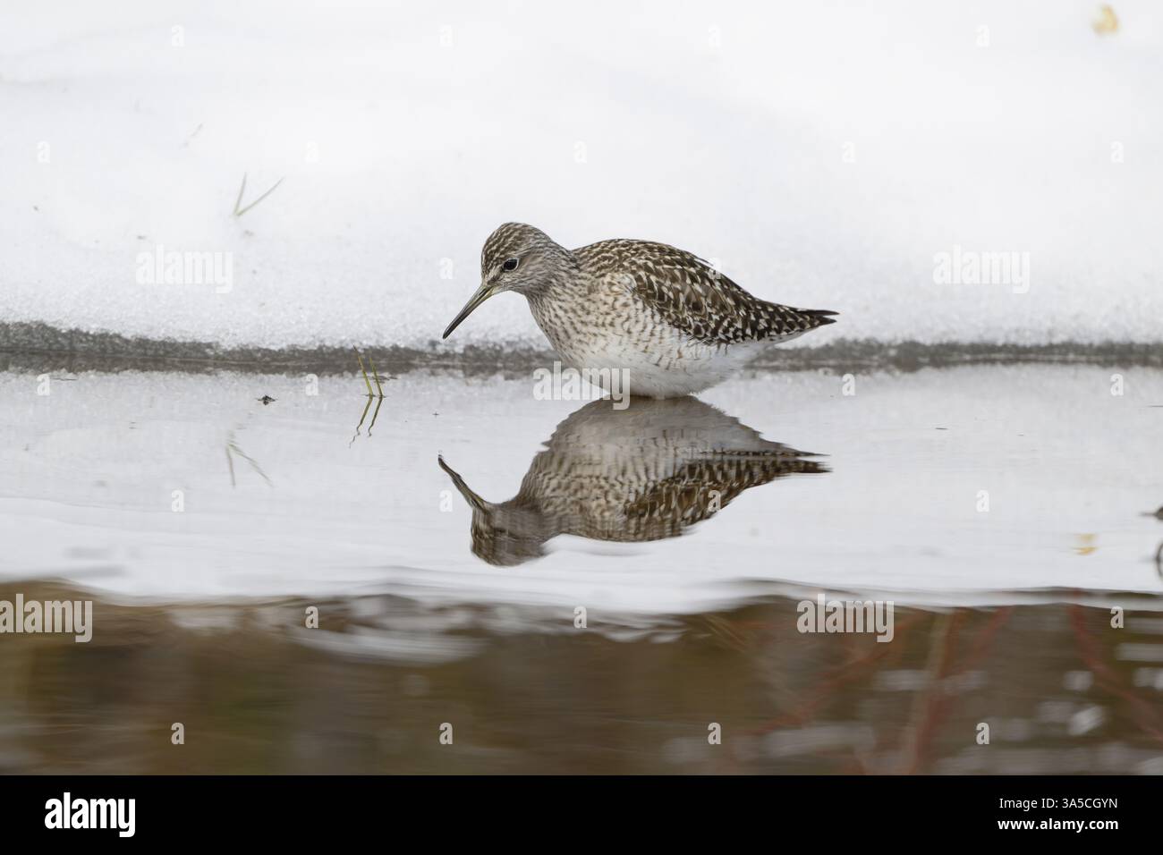 Bruchwasserläufer Stockfoto
