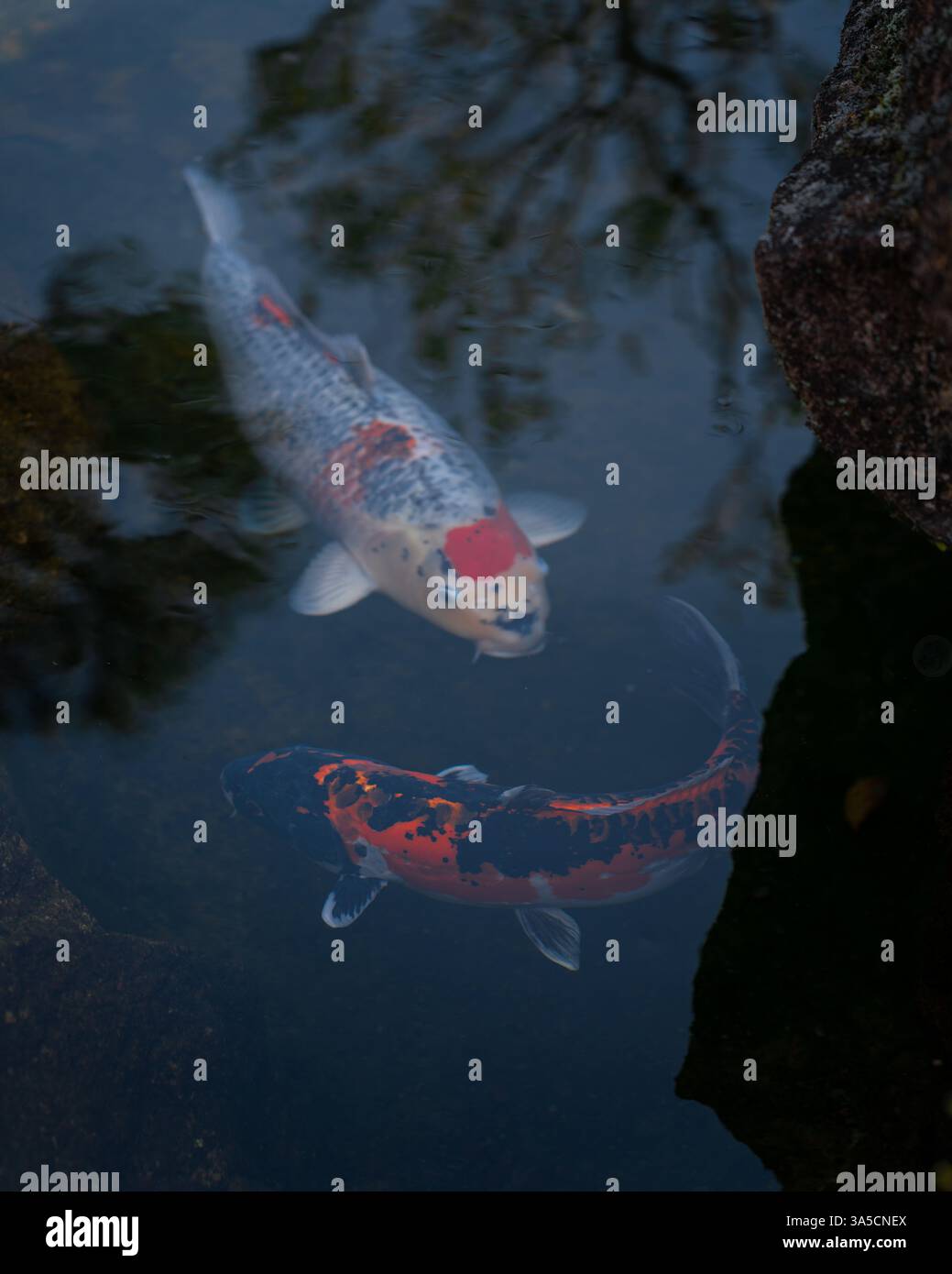 Lebendige Koi-Fische, die anmutig schwimmen – Ein Symbol für Glück, Wohlstand und Ruhe in der japanischen Kultur! Stockfoto