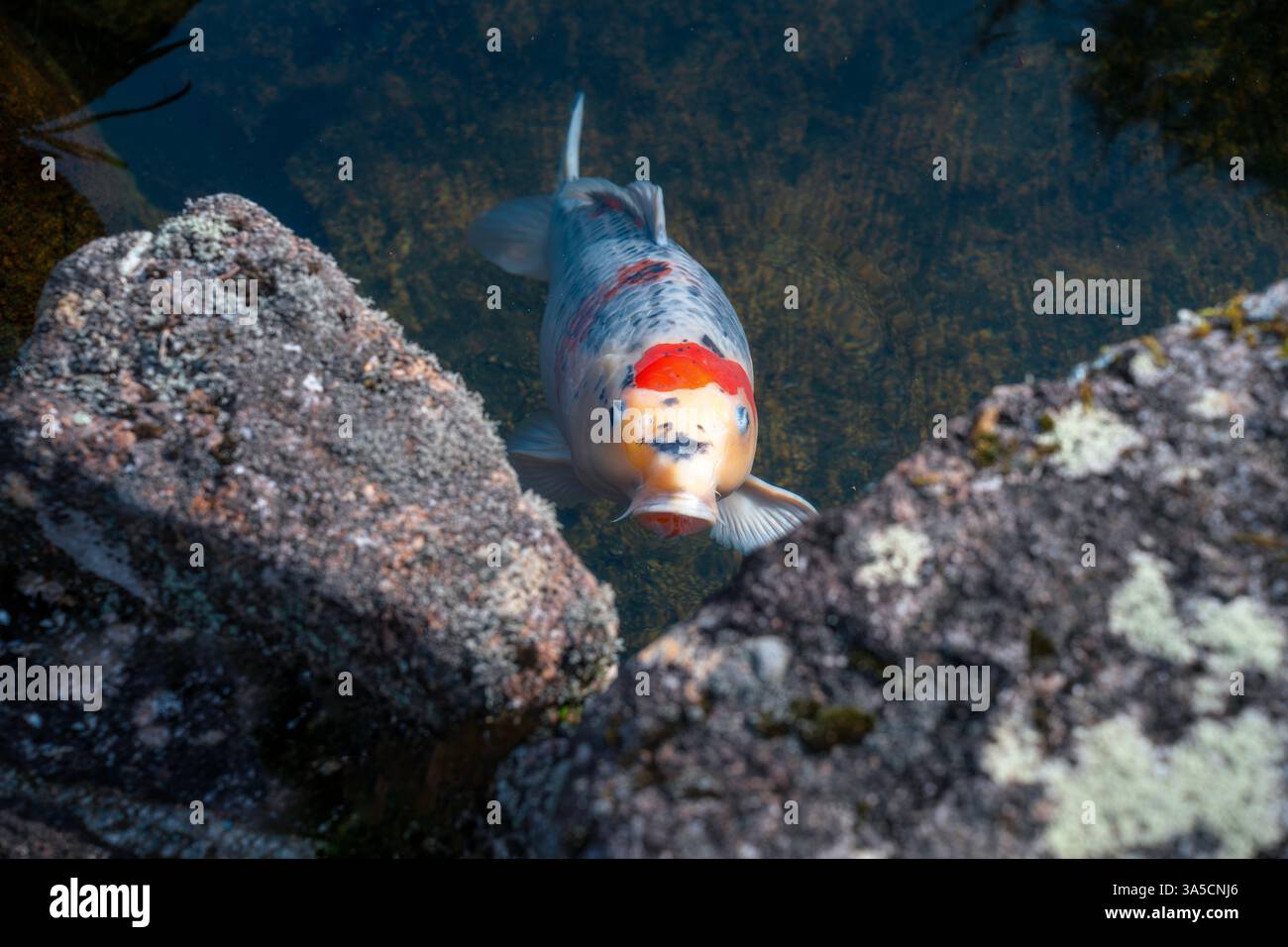 Lebendige Koi-Fische, die anmutig schwimmen – Ein Symbol für Glück, Wohlstand und Ruhe in der japanischen Kultur! Stockfoto