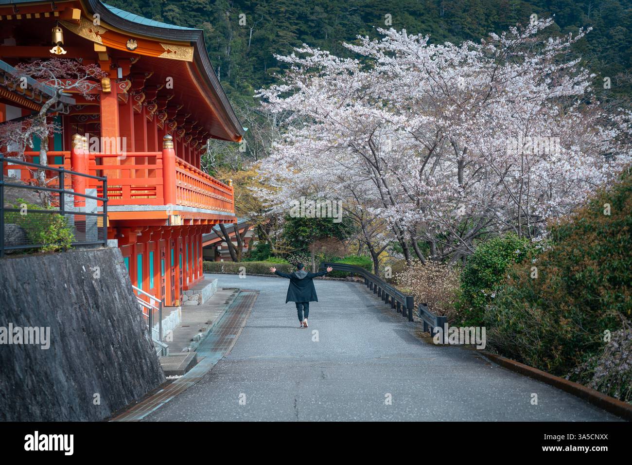Atemberaubende Nachi-Fälle und Seiganto-JI-Tempel eingerahmt von Kirschblüten – Ein zeitloses Symbol für Japans natürliche Schönheit und spirituelles Erbe! Stockfoto
