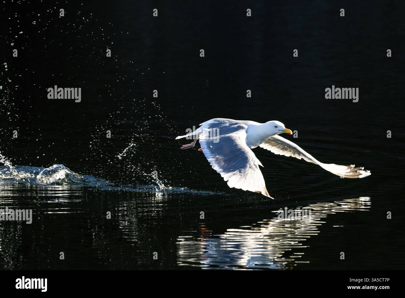große schwarz-unterstützte Möve Stockfoto