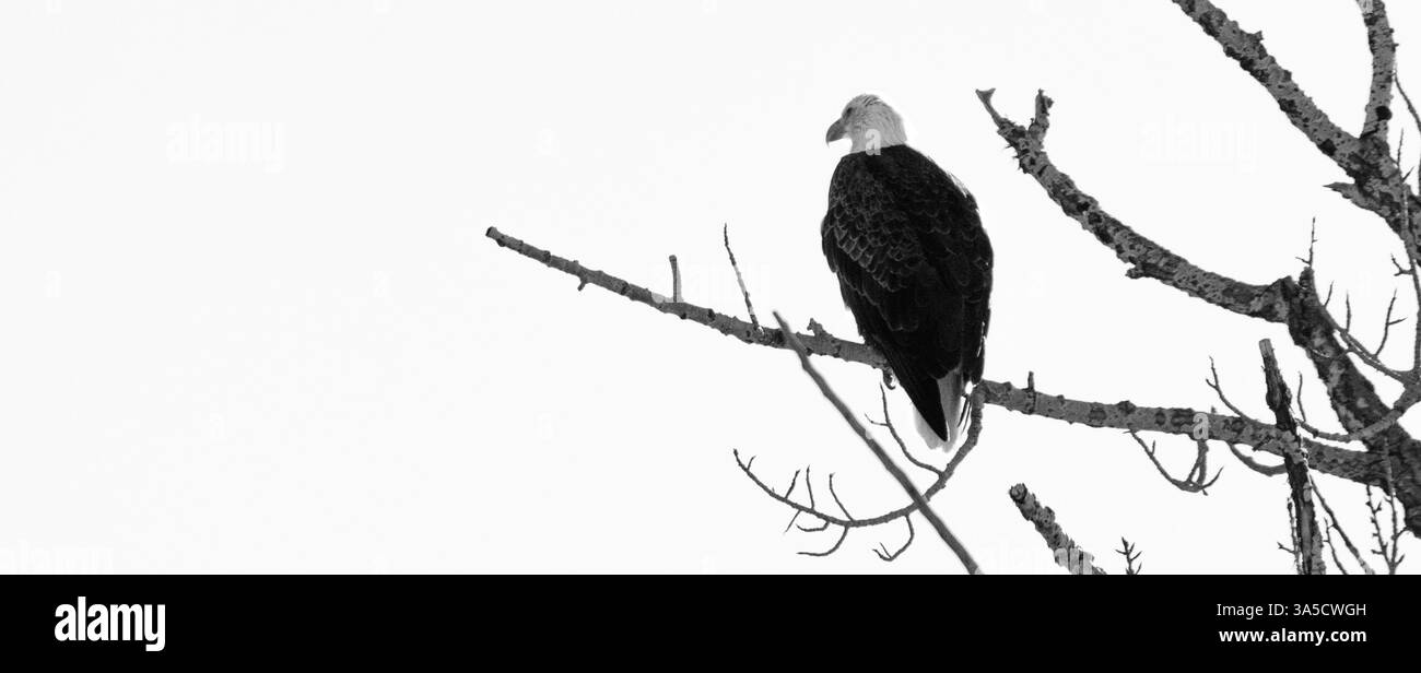 Weißkopfseeadler in Schwarz-weiß Stockfoto