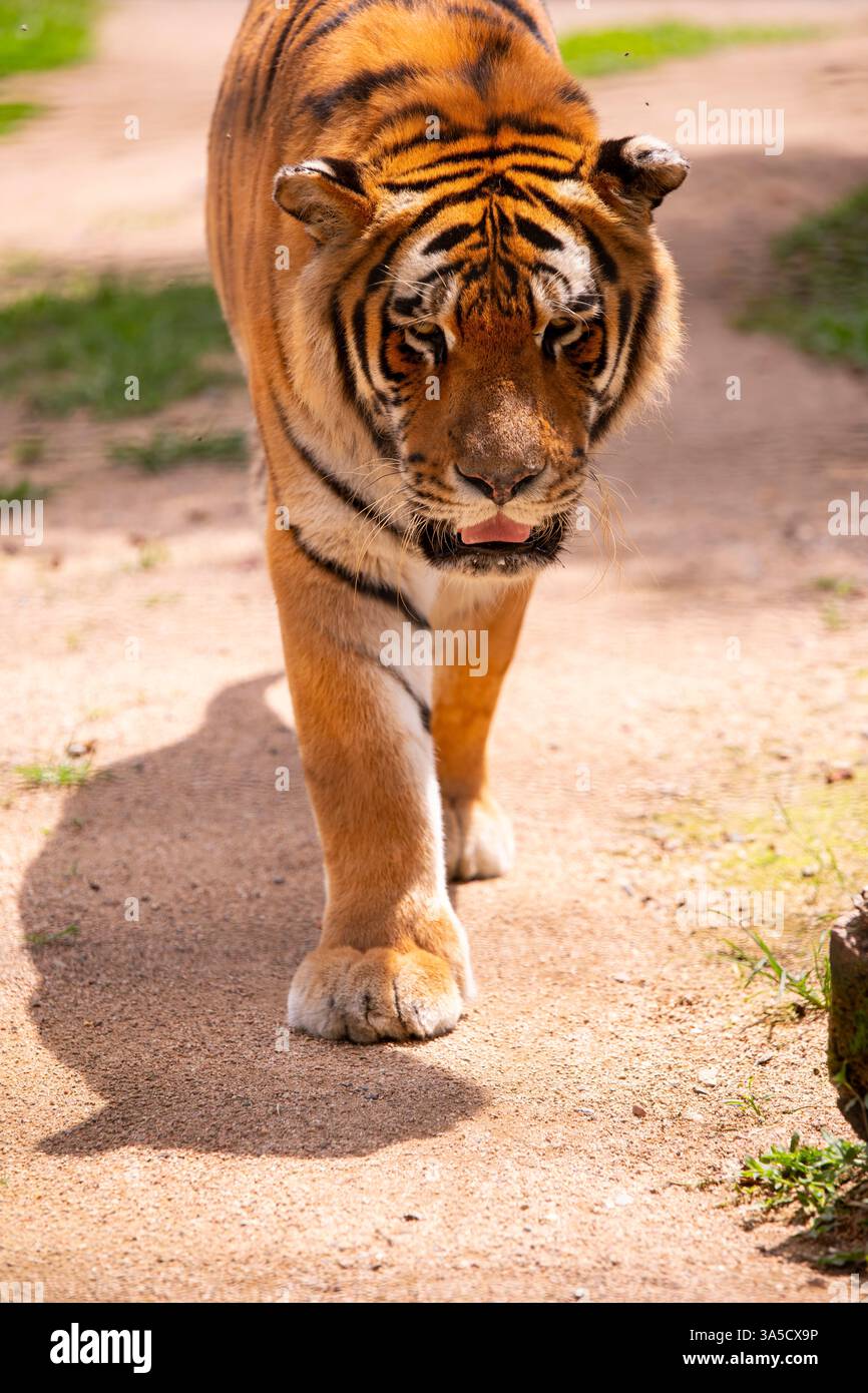 Indischer Tiger im Zoo von Pomerode, Santa Catarina, Brasilien Stockfoto Indischer Tiger im Zoo von Pomerode, Santa Catarina, Brasilien Stockfoto