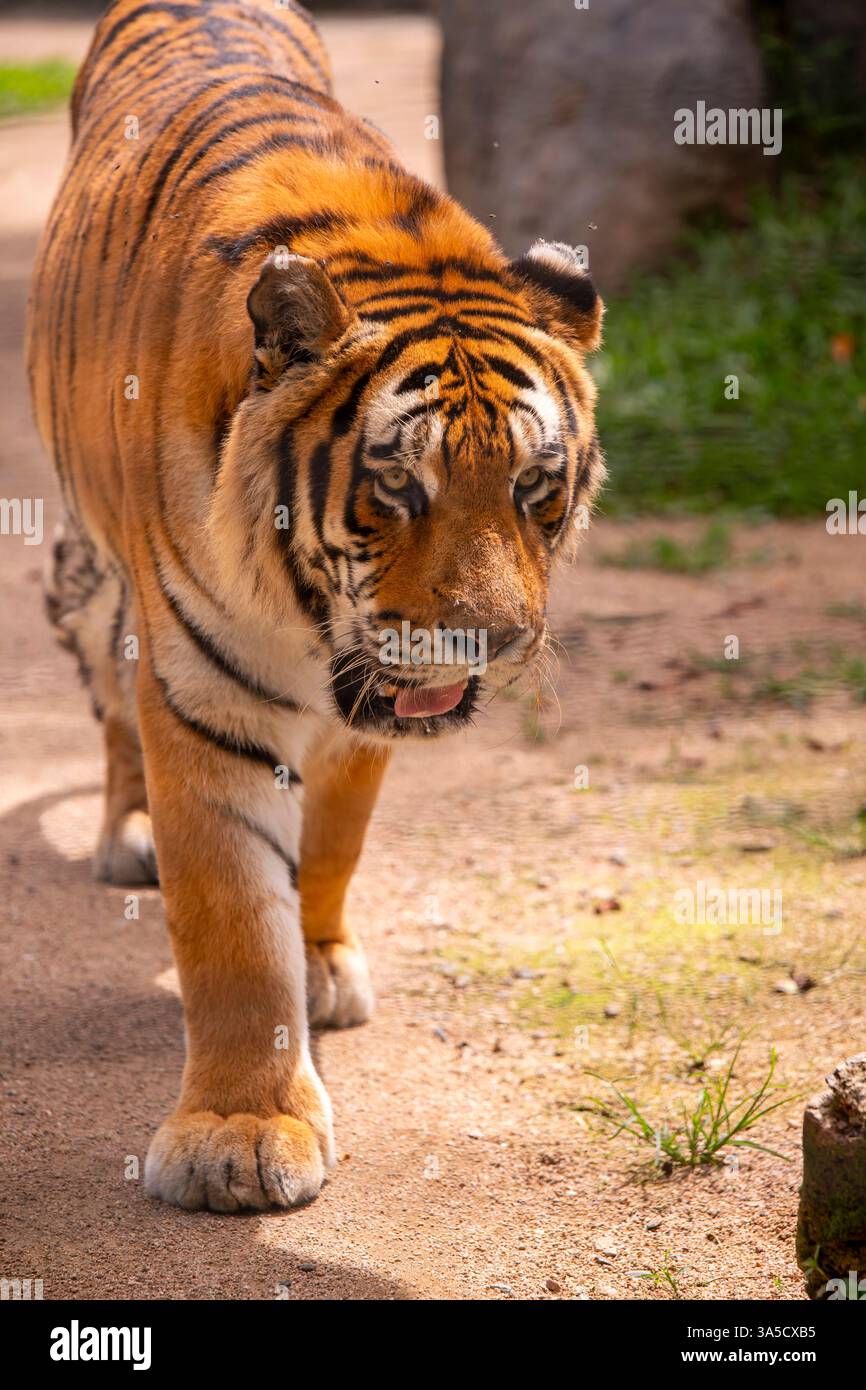 Indischer Tiger im Zoo von Pomerode, Santa Catarina, Brasilien Stockfoto
